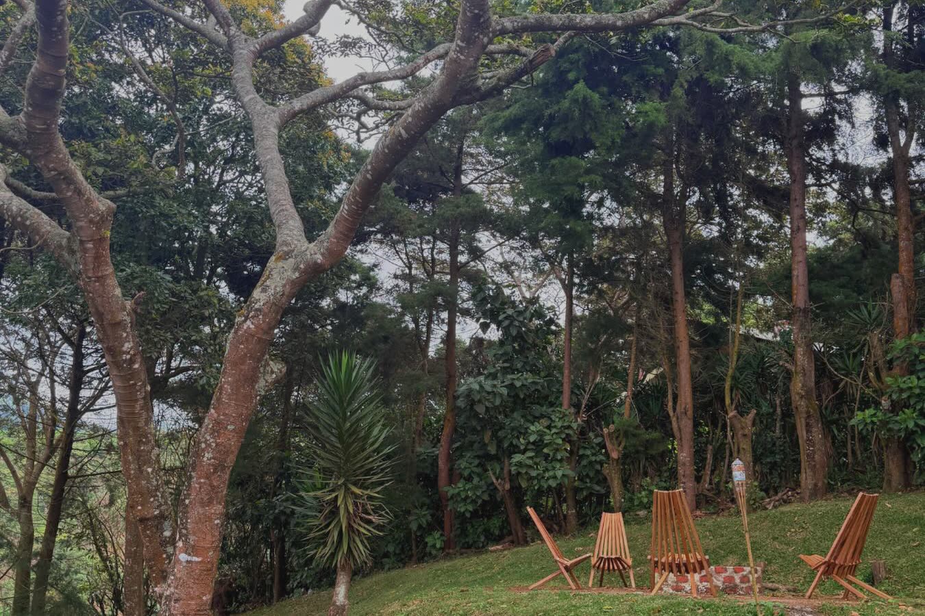 Sillas de madera alrededor de la fogata, bajo los árboles de Vista Hermosa