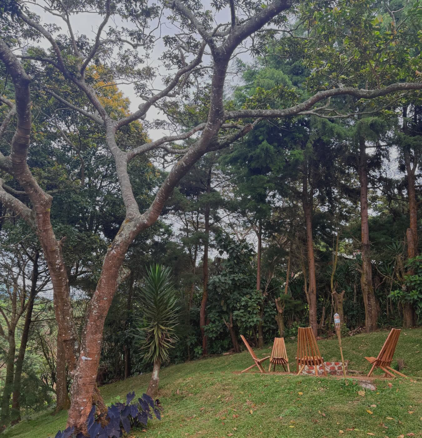El jardín con los árboles y la fogata al fondo